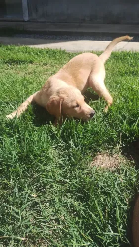 Labrador Fêmea 