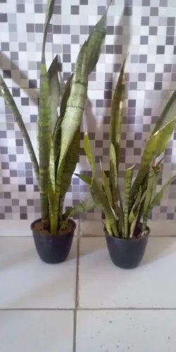 Planta Espada de São Jorge ( Faço entrega)