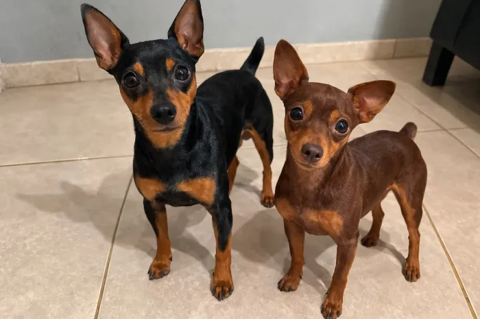 Pinscher filhotes pequenos disponíveis