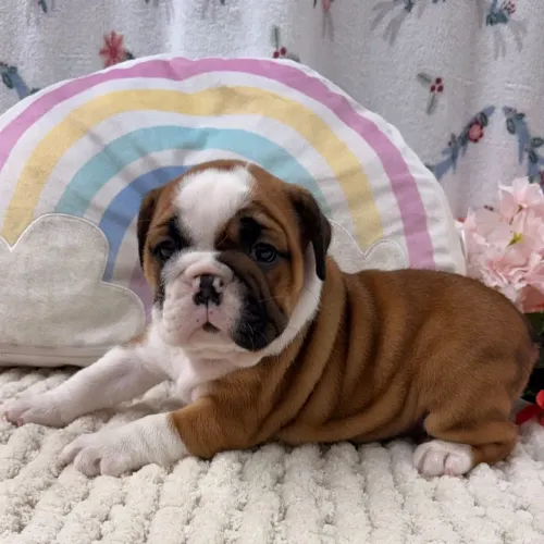 BullDog Inglês Com vacinação em dia