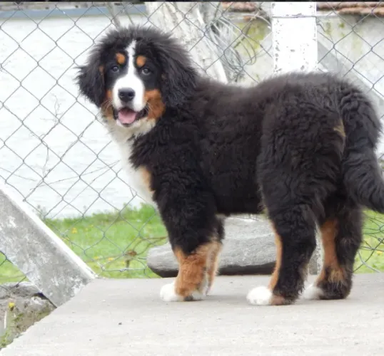 Bernese Mountain Dog Filhote Vacinado e Vermifugado