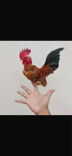 Mini Galizé a venda