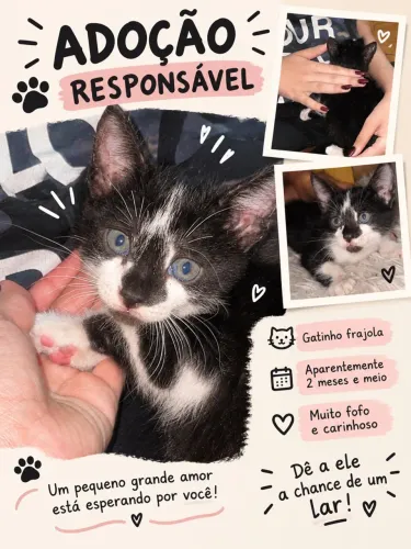 URGENTE Gatinho para adoção