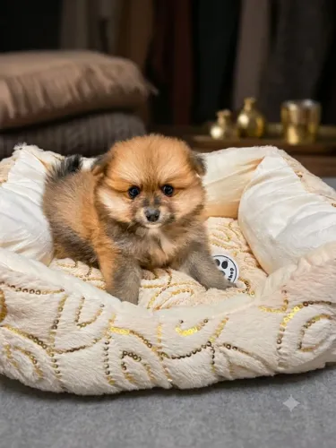 Filhotes de Lulu da Pomerânia 
