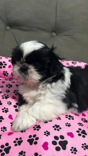 Shih tzu femea