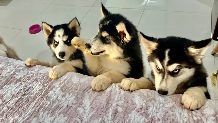 Husky Siberiano com pelagem wolly: OBS: Confirmar disponibilidade