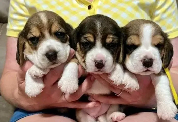 Beagle Mini Filhotes Marcação Perfeita.