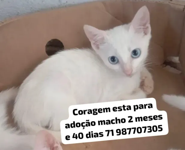 Adoção responsável