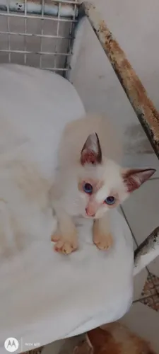 Gatinho adoção