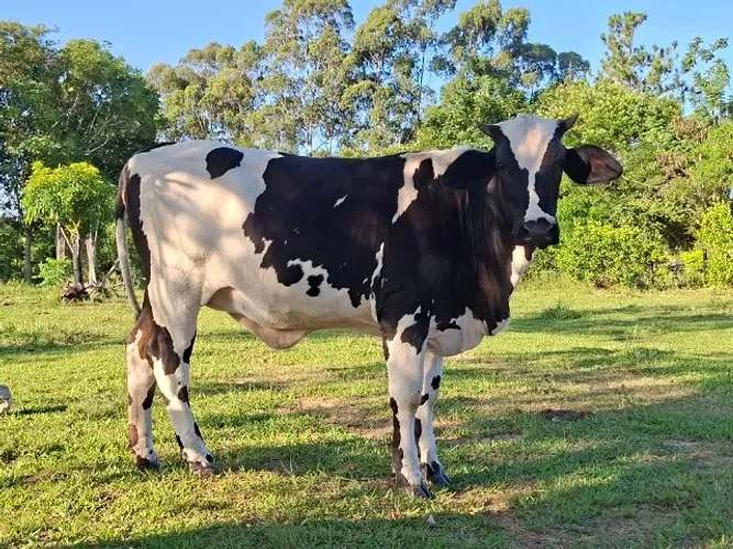 VACA - NOVILHA COM 1 ANO E MEIO