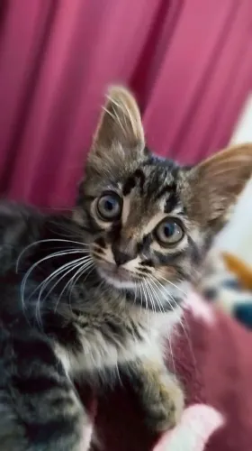 Gato tigre