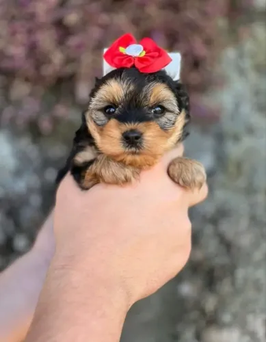 Yorkshire Terrier encantador