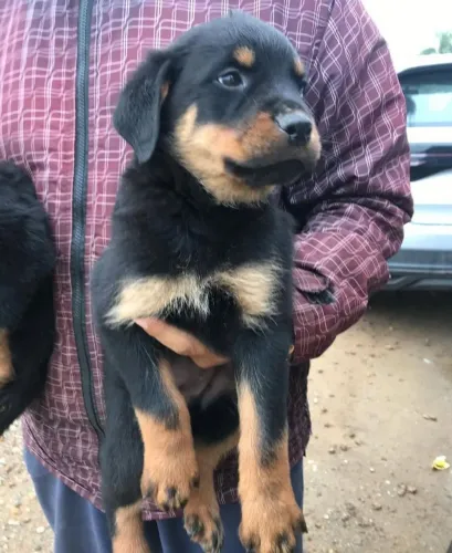 Filhote Rottweiler, Se prepare para a explosão de fofura que vai invadir sua casa!