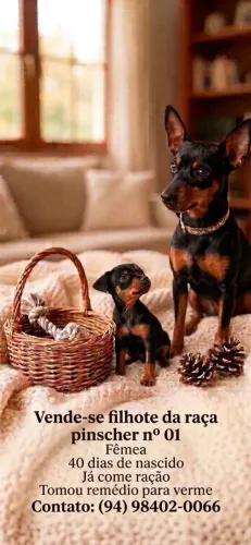 Vendo filhote de cachorro da raça pinscher número 01