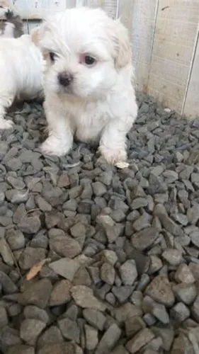 Filhotes de Lhasa Apso prontos para novo lar