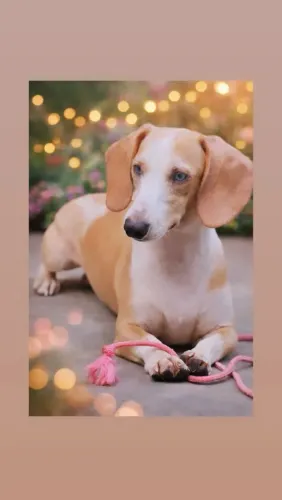 Dachshund Miniatura Macho Creme Pied dos olhos azuis cor rará