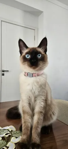 Doação Gata Siames