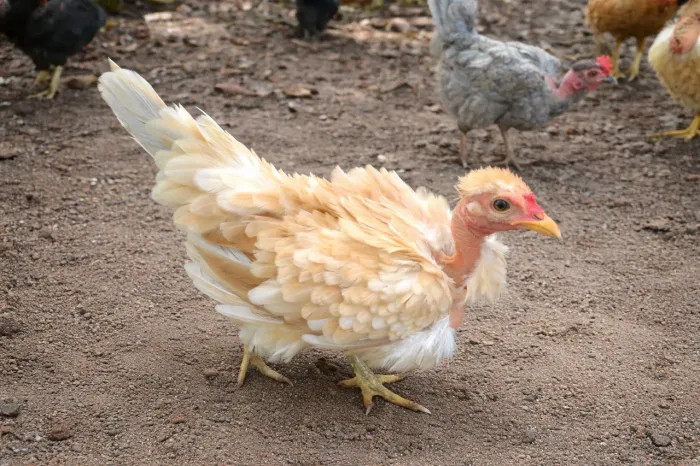 Ovos de garnizes modelados 