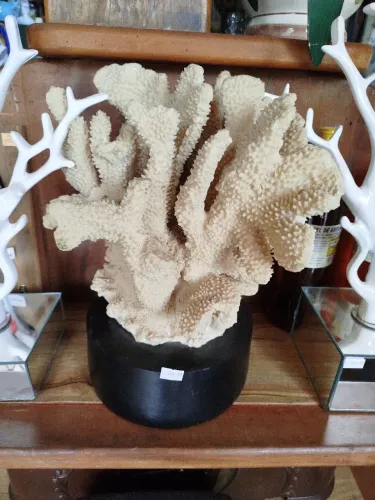 Decoração coral