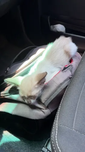 Adoção Responsável - Gato filhote