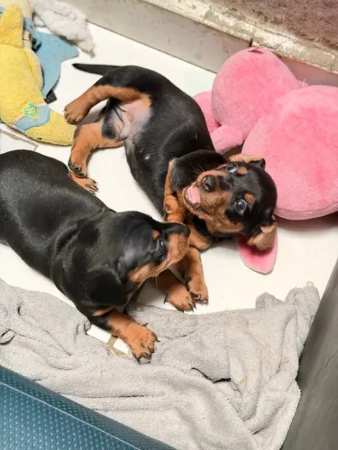 DACHSHUND MINI | MACHINHOS DISPONÍVEIS