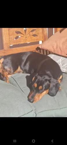 Lindo macho dachshund para cruzar