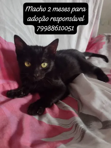 Gatinho macho para adoção responsável