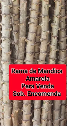 MANDIOCA AMARELA ( RAMA PARA PLANTAR)
