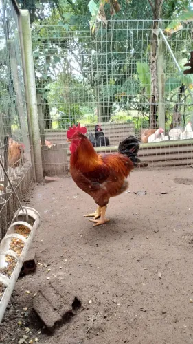 Troco ou Vendo Galo ou Casal de Galinhas GSB (Galinha Balão Sertaneja)