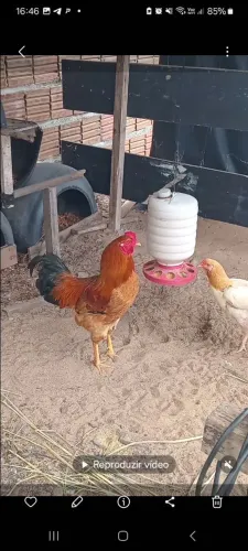 CAIPIRÃO GALO 80$