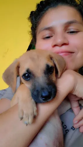 Vendo um cachorrinho alemão filhote de cachorro alemão 