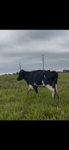 Vaca vazia