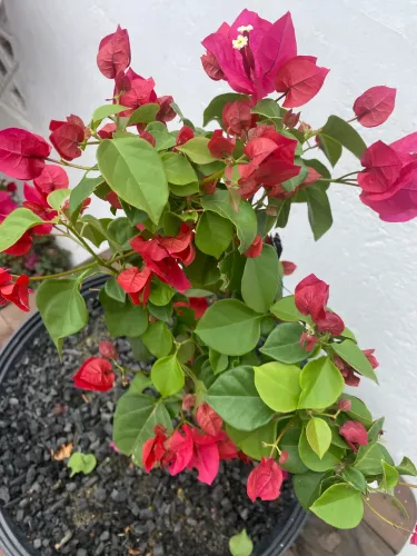 Muda bougainville primavera