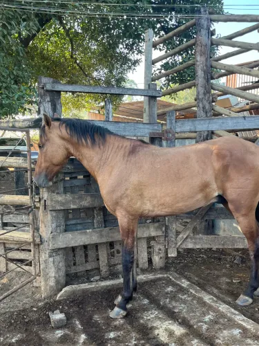 Vende -se cavalo ,trote mais não é tão duro ,2 anos