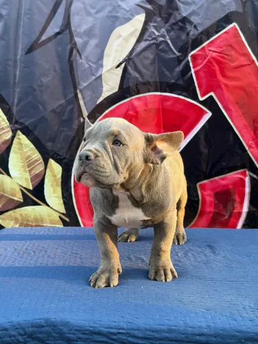 American Bully Micro Exótico