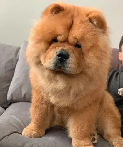 Filhotes De Chow Chow - Uma Amizade Verdadeira Começa Com Um Filhote