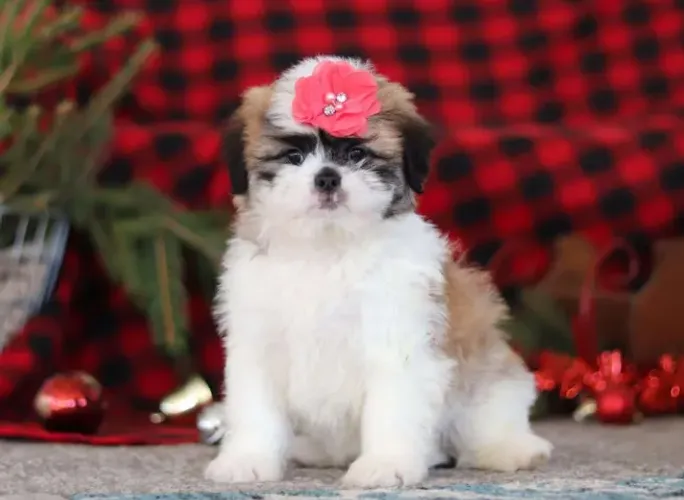 Filhotes de Lhasa Apso disponíveis - pronta entrega