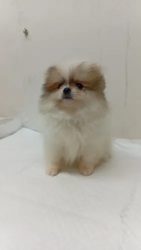 Lulu Linhagem russa 