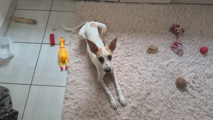Cachorro para adoção (treinado)