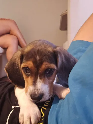 Filhote de Beagle 2 meses
