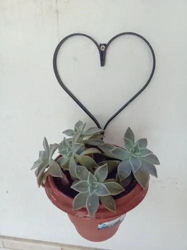 Suporte de plantas