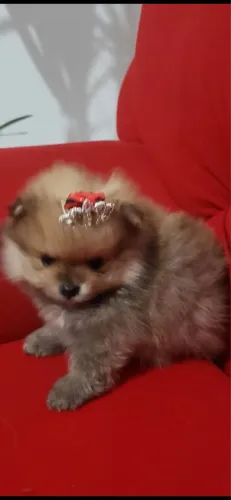 SPITZ ALEMÃO ( LULU D POMERANIA FÊMEA)
