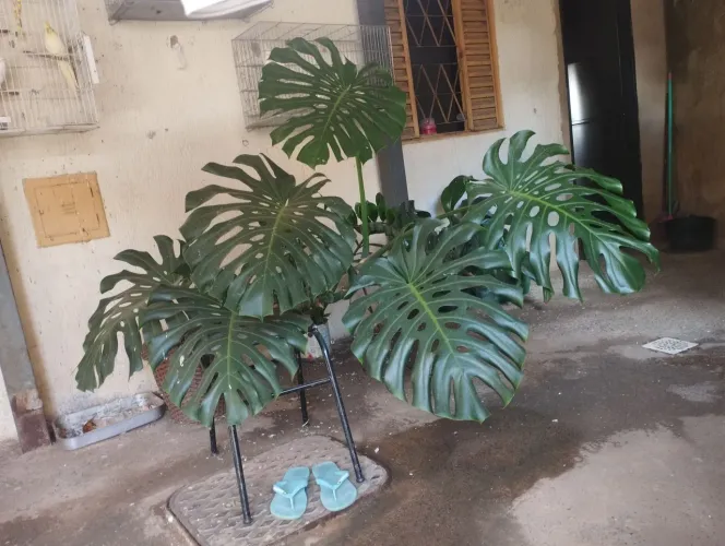 Costela de Adão plantas