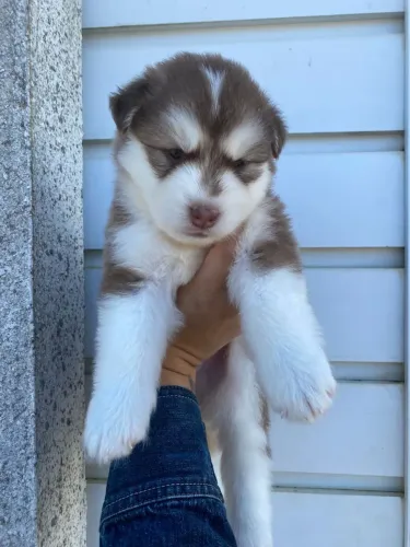 Filhote de Husky Siberiano Wooly Wolf