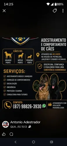 Adestramento de cães