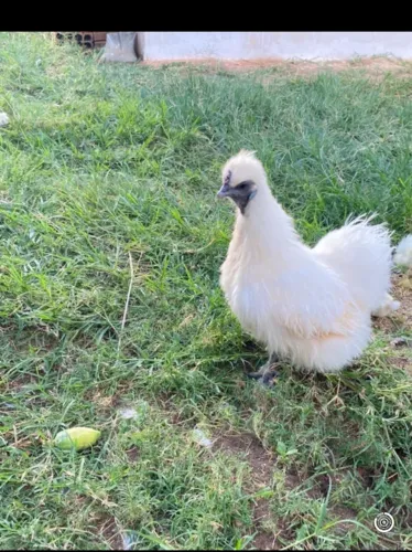 Galinha sedosa do japão disponíveis a envio Janu Moc  