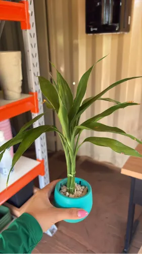 Muda de Bambu da Sorte 
