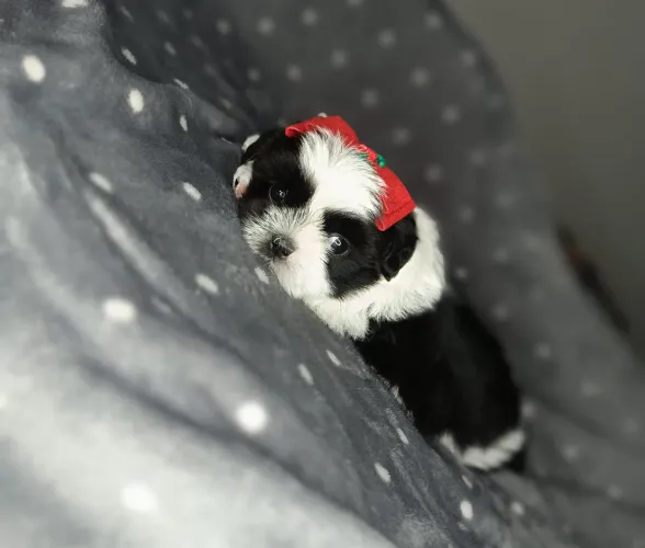 Mini Shitzu fêmea