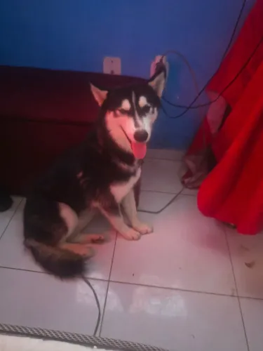 Procuro macho para cruzar minha cachorra