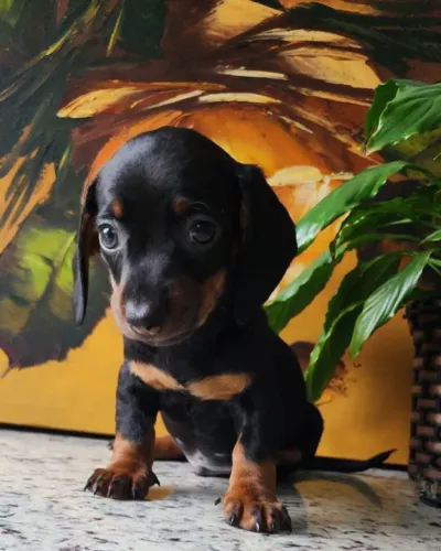 Maravilhosos Filhotes de TEckel/Dachund